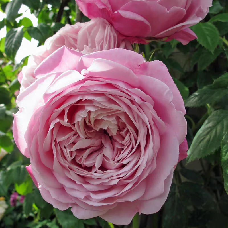 自由精神藤本月季花大苗阳台庭院四季开花卉特大花浓香奥斯汀玫瑰