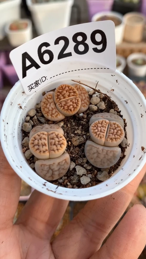 【闪购商品】6289直播一物一拍