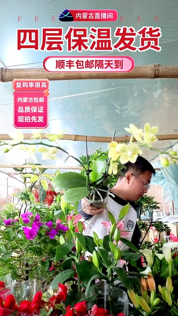 完全开放2号色蝴蝶兰