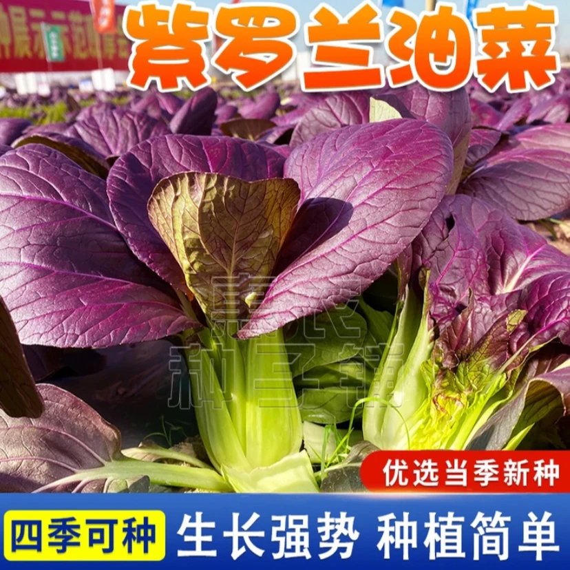 紫罗兰小青菜种子上海青小青菜籽耐寒蔬菜种籽子四季阳台盆栽蔬菜