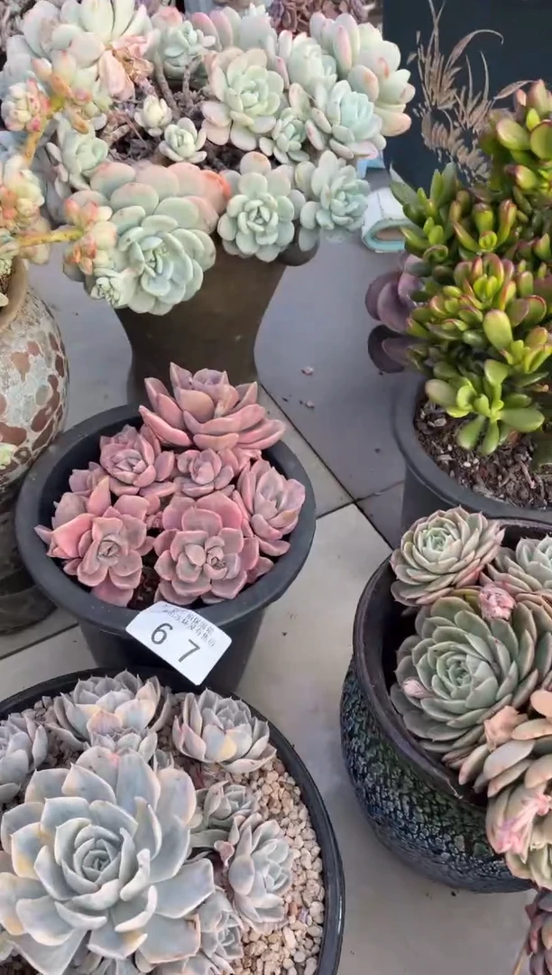 【闪购商品】67理查德