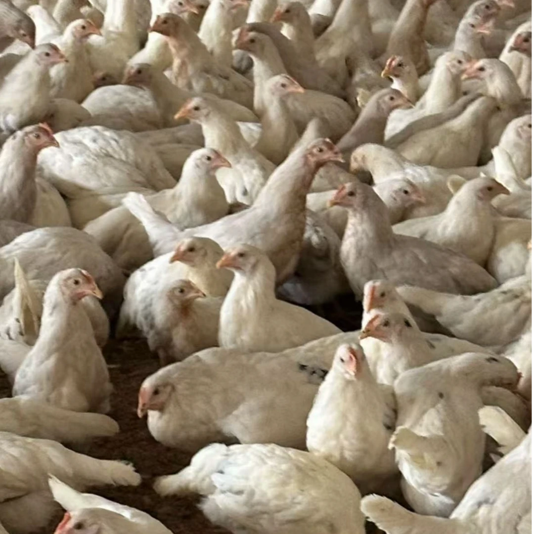 海兰灰 活禽发货 1.6斤左右 土鸡蛋鸡 宠物鸡