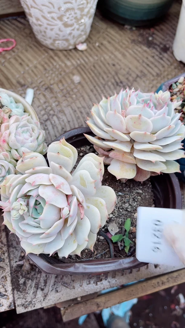 【闪购商品】03216