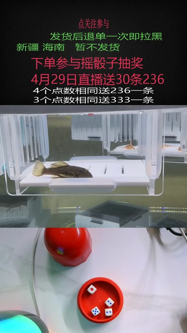 清道夫不包入缸损7