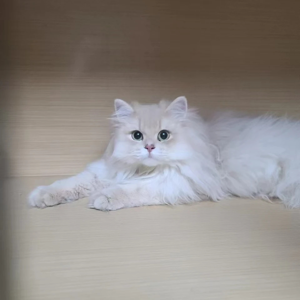 【开启明星猫】精品紫金.蓝金.金渐层长短毛活体猫咪