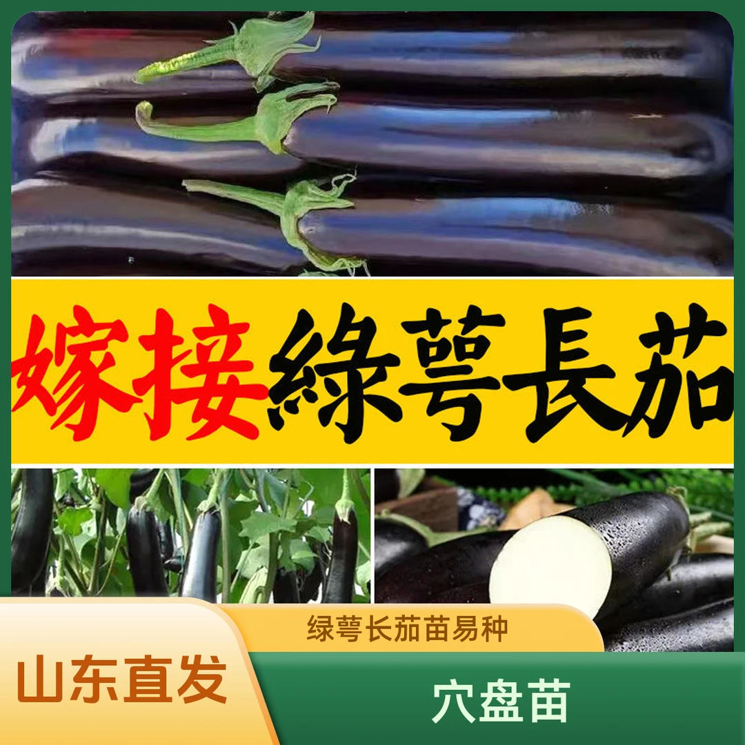 嫁接绿萼长茄苗子花茄种籽四季播盆栽绿茄子青茄子彩色长茄蔬菜种