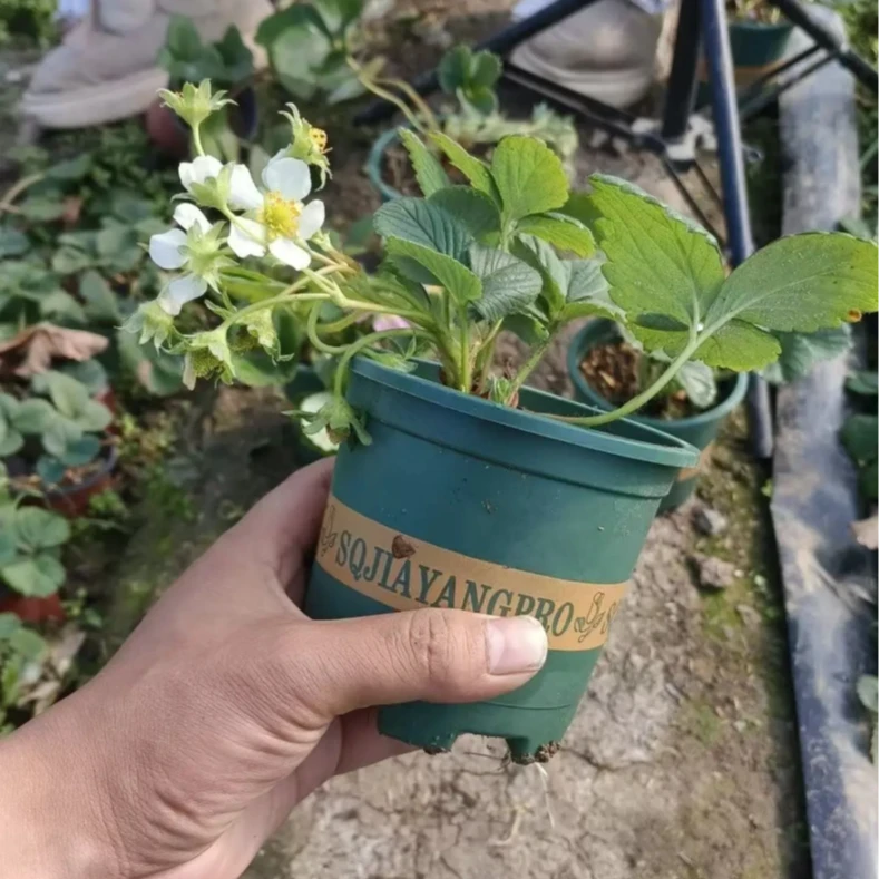 【带花带果】红颜草莓苗奶油草莓苗盆栽一盆