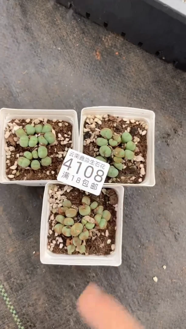 4108特价七方杂交小饼有瑕疵发货1盒量拍