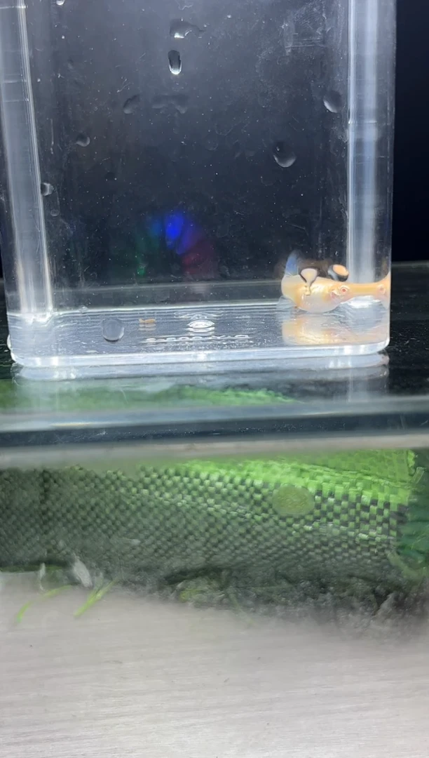 孔雀鱼蓝白飞船编号28