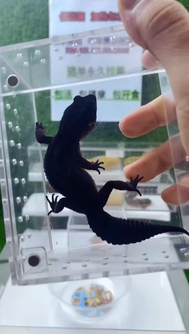 豹纹守宫豹纹守宫可爱