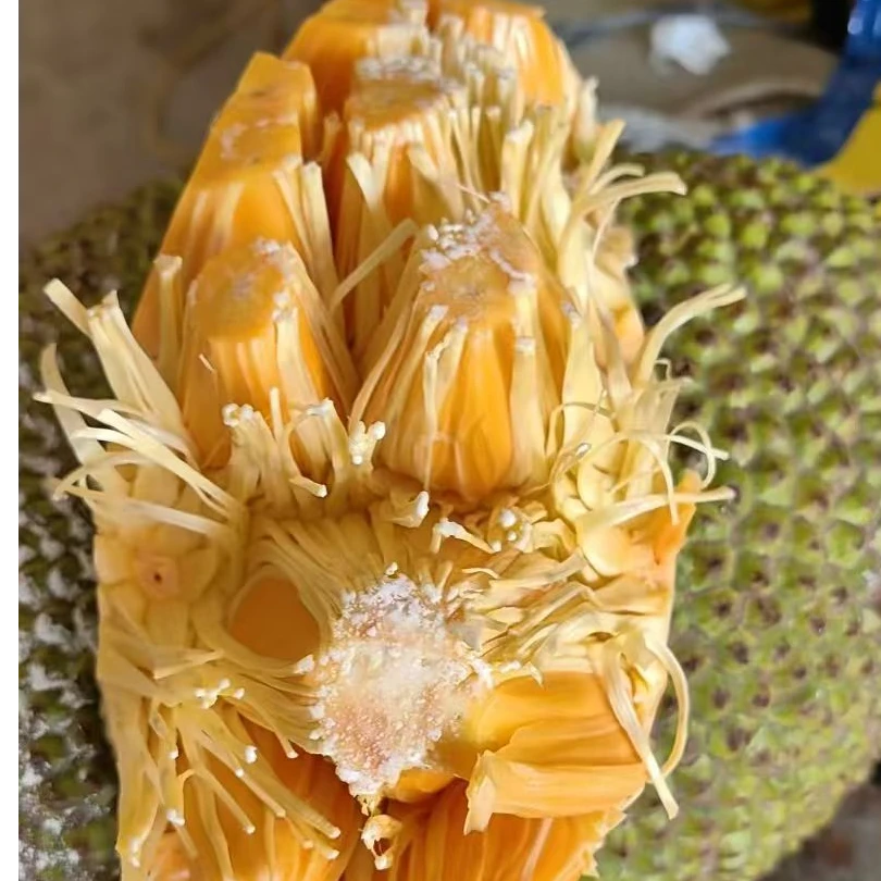 【顺丰包邮生切不售后】海南红肉菠萝密一整个新鲜水果