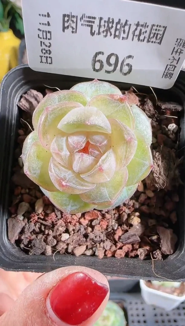 多肉1128-696若画群生不包整