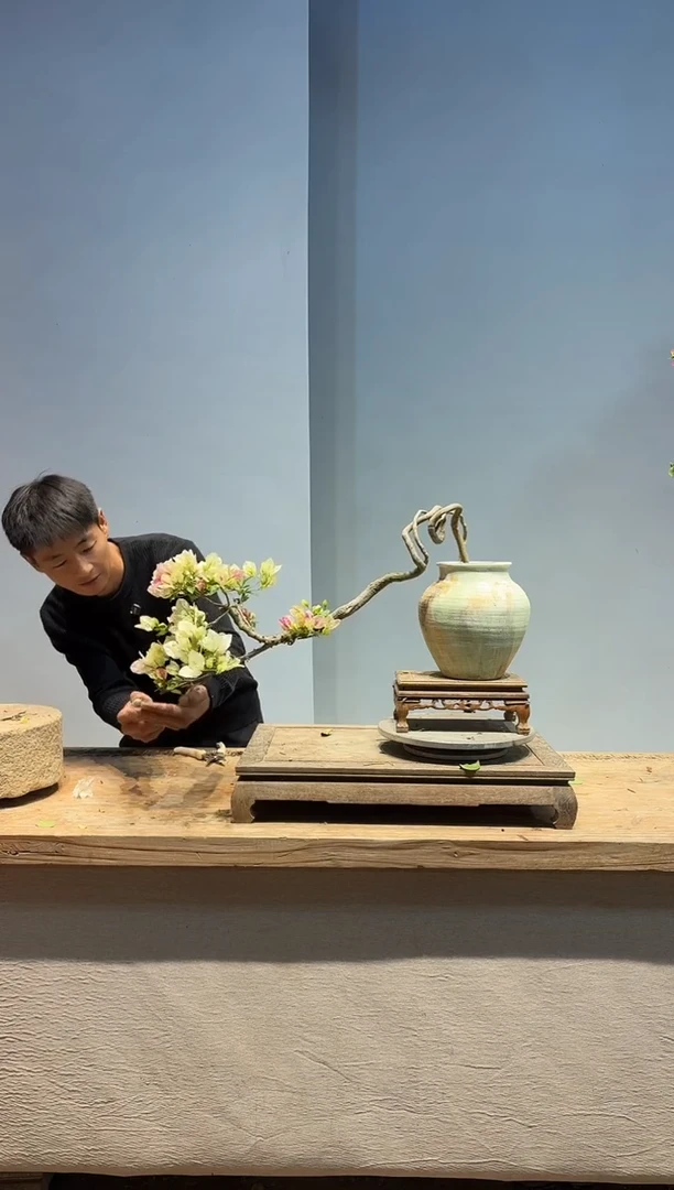 以实际为准三角梅73