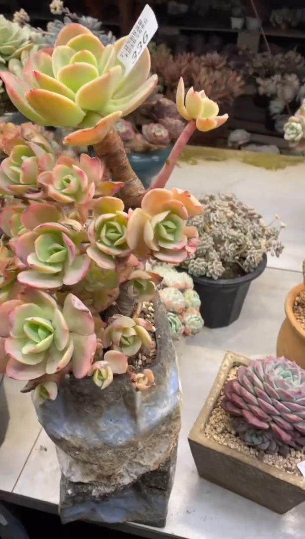 【闪购商品】336旗滨