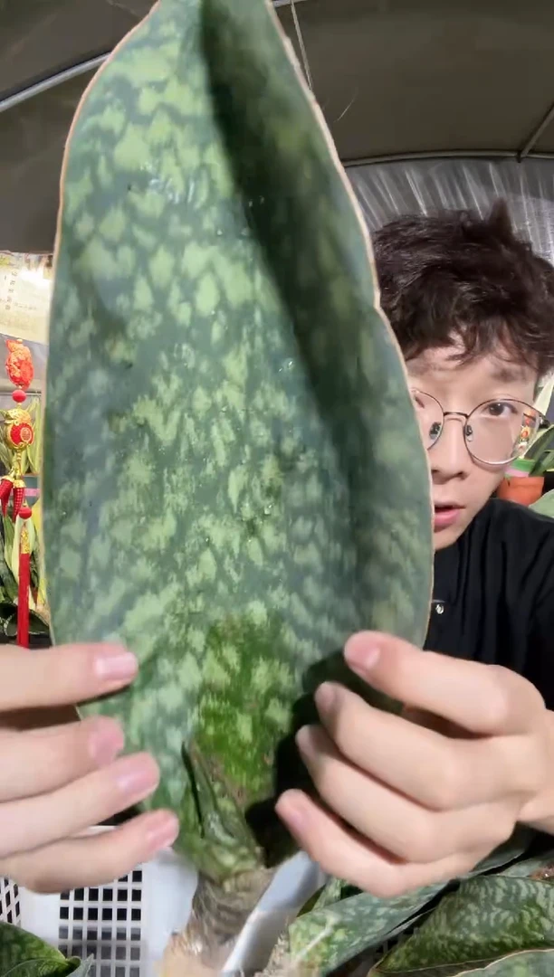 翡翠宝镜裸根单叶25cm起9.99