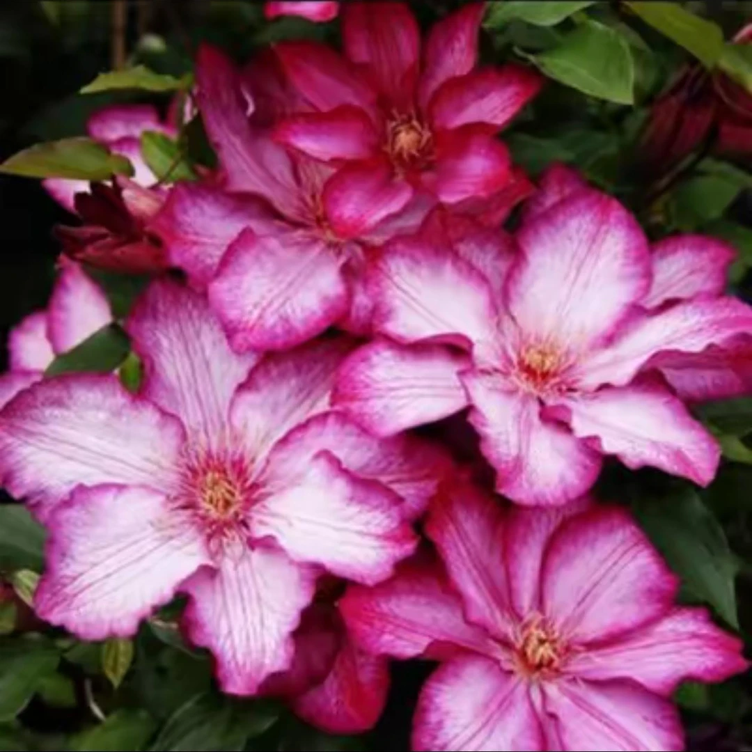 【解放】铁线莲四季开花爬藤植物重瓣大花庭院阳台藤本攀援卉盆栽