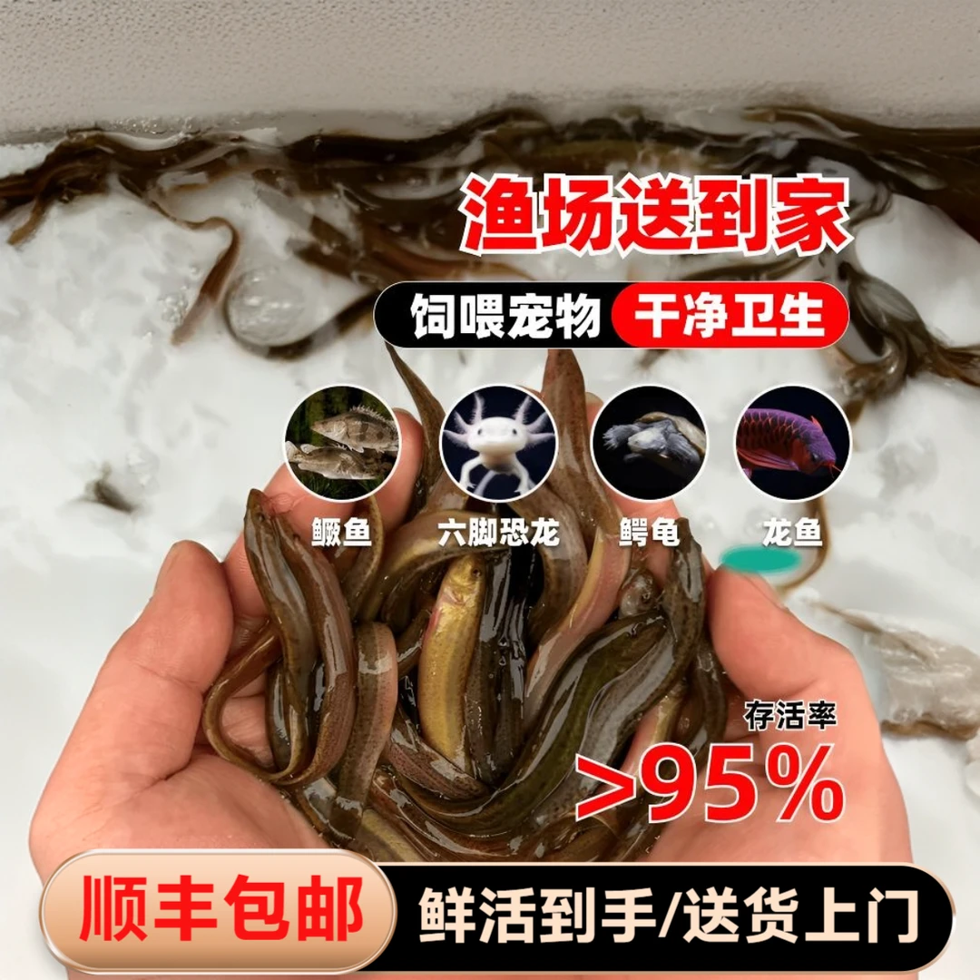 顺丰包邮乌龟饲料鱼鲜活小泥鳅泥鳅饲料鱼黑鱼龙鱼翘嘴鳜鱼活饲料