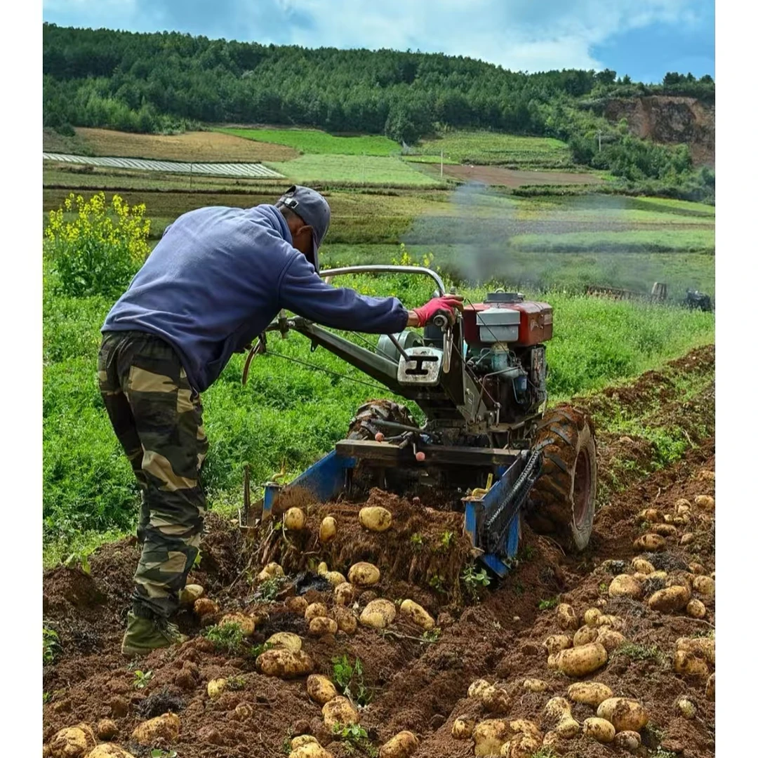 （米乐）云南高山农家自种高品质土豆马铃薯（黄皮黄心）