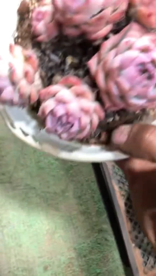 【闪购商品】4头侧影6.9米脱土