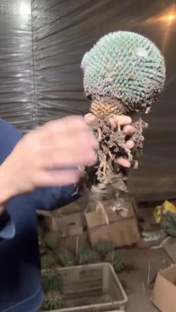 大单头 玉翁【实生根】