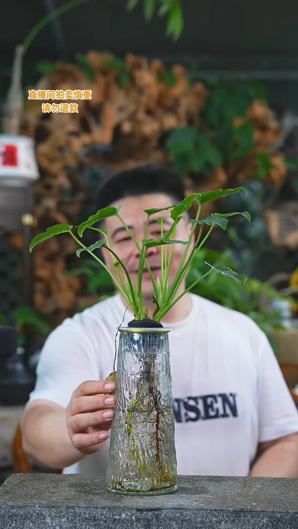 当前无花栽培后可以开花小天使冰川纹玻璃瓶198+