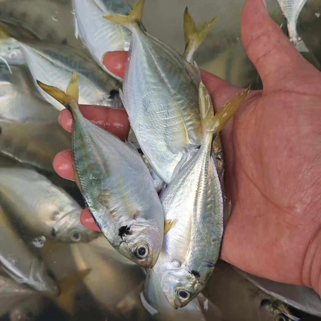 【虎门同城小时达】虾池青鲳仔500g