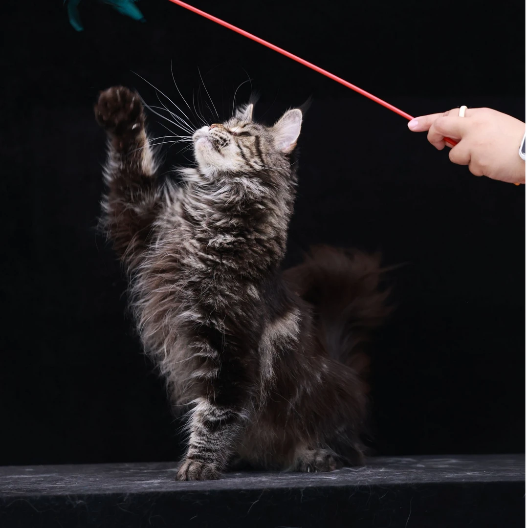 【售后有保障】缅因猫宠物纯种幼猫烟灰银虎