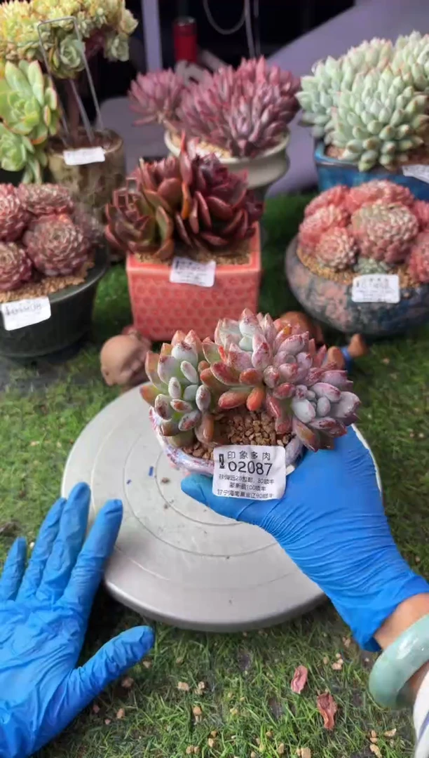昆明印象多肉02087