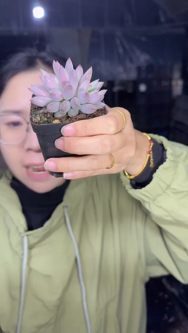 双头起羽毛虞  5