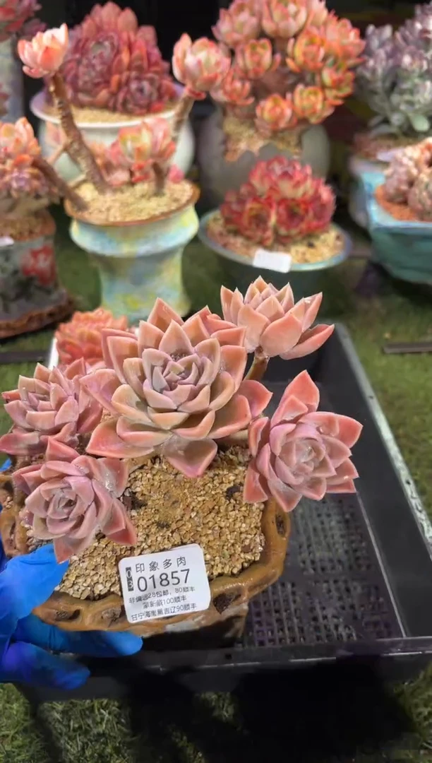 【闪购商品】01857