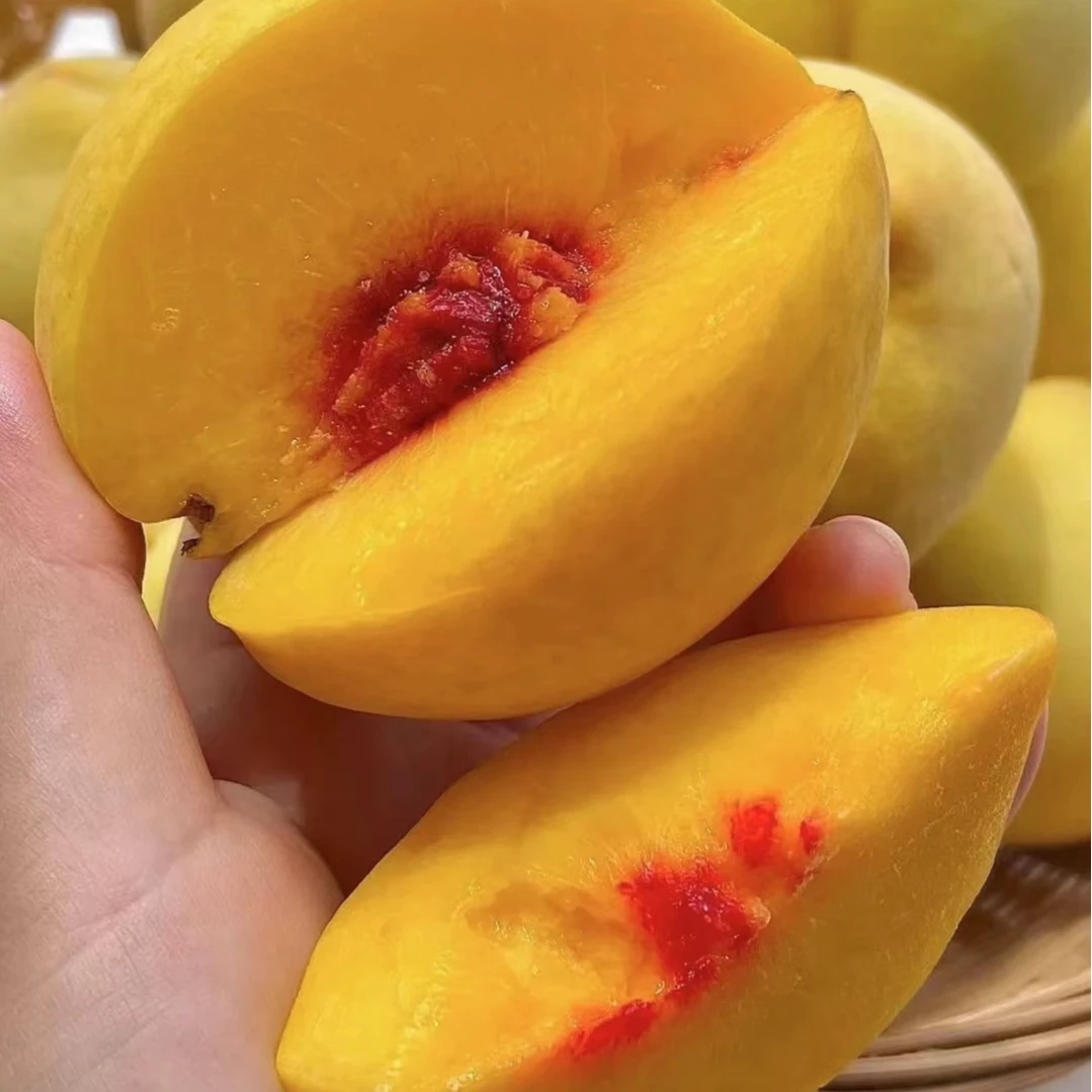 现摘新鲜正宗锦绣黄桃多汁脆甜软硬两吃时令水果