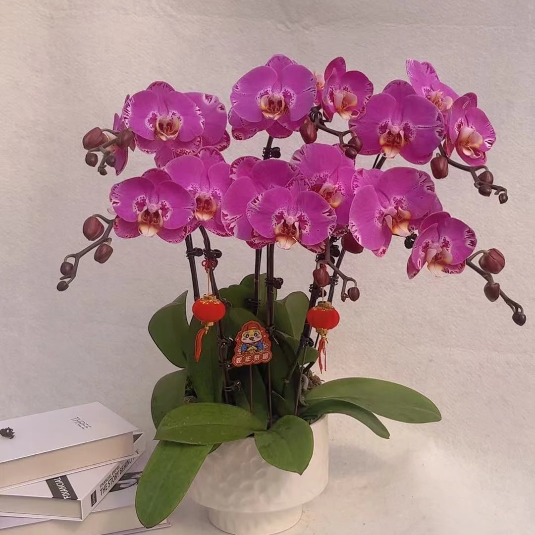 【藏宝图】稀有品种蝴蝶兰艺术组盆 花艺师精选