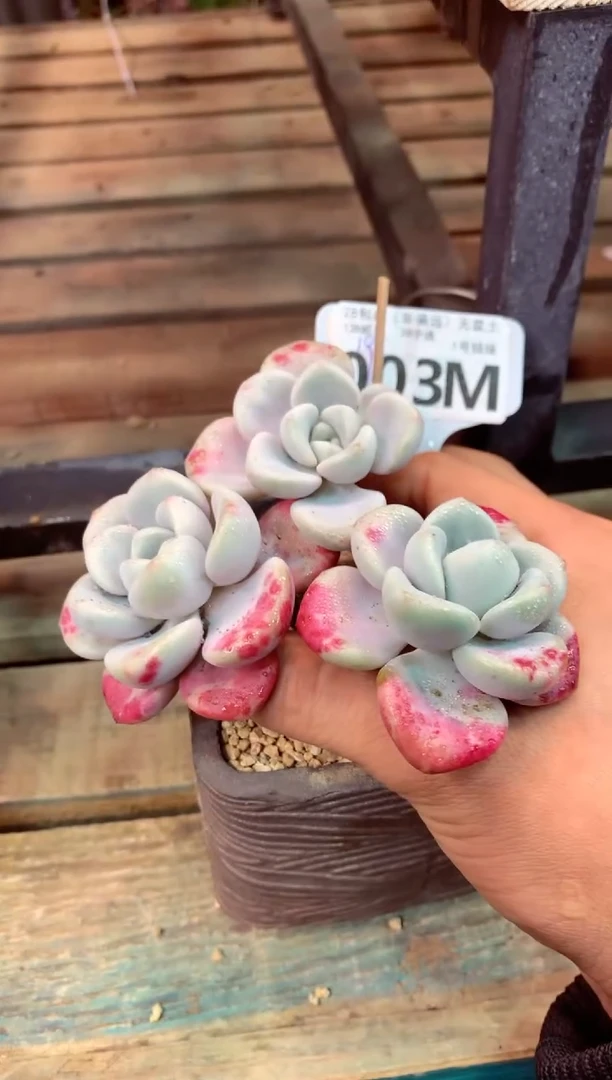 003M（一物一拍，精品多肉，所见即所得 ）