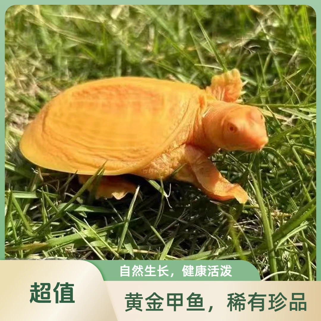 中秋好物中秋佳节团圆农家补充营养味道鲜美高活性高端品质甲鱼