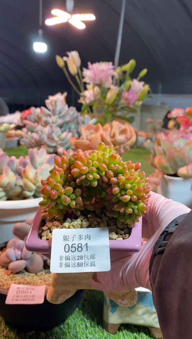 【闪购商品】0581a