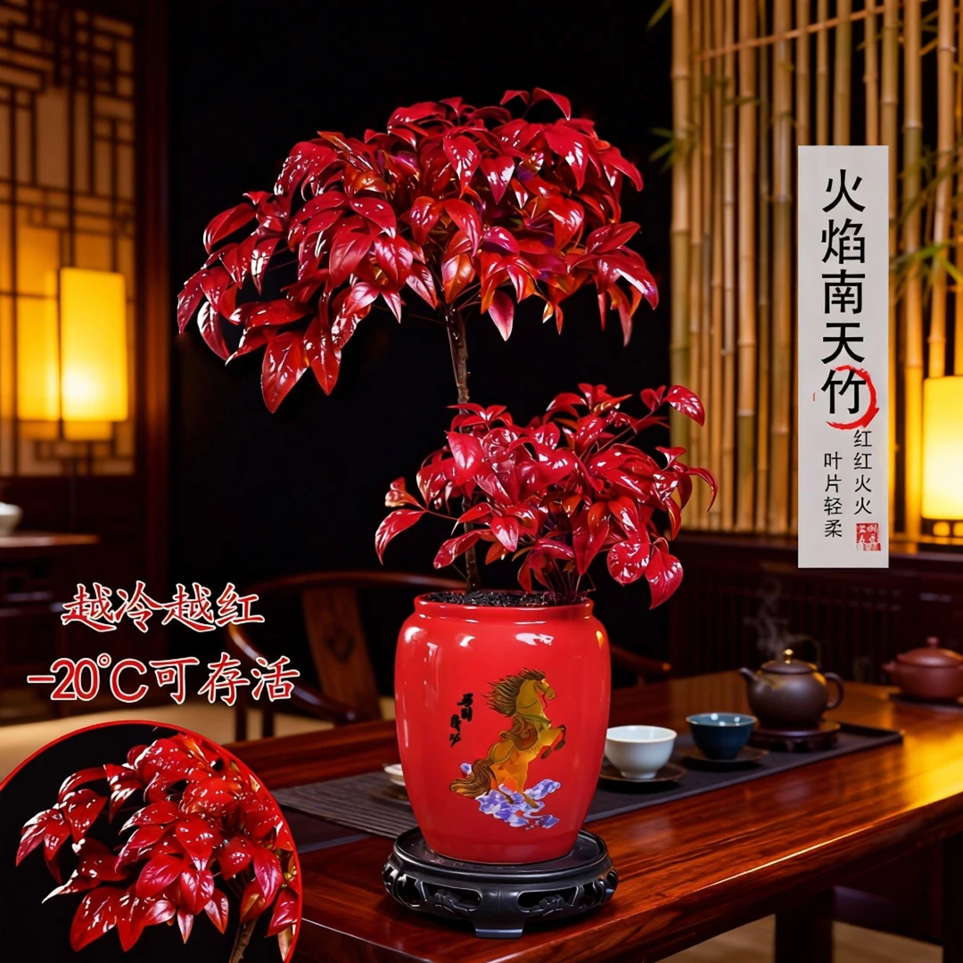 【越冷越红】高低火焰南天竹客厅绿植桌面盆栽好养易活禅意盆景