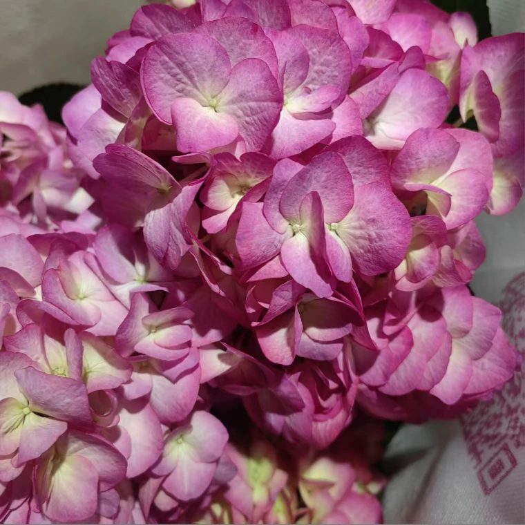 （科赛尔）绣球基地直发盆栽