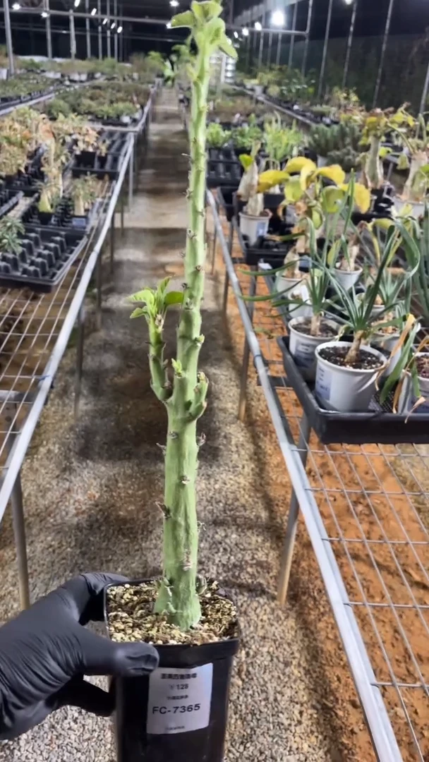 圣果西番莲FC-7365