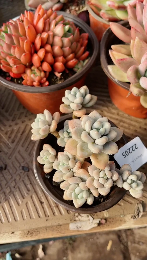 【闪购商品】22205