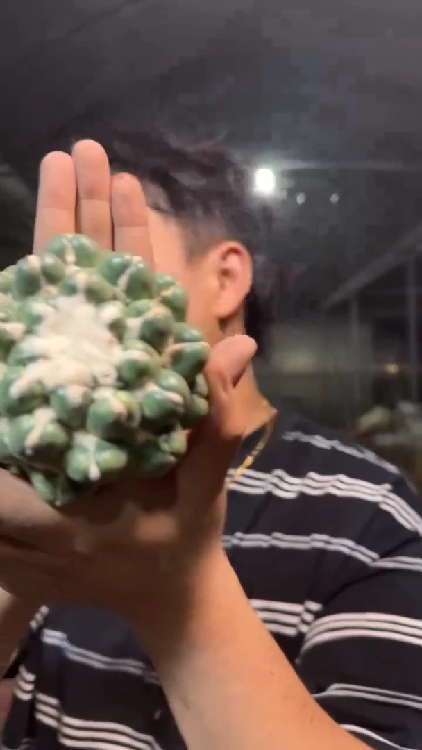 蜘蛛眼 无刺象牙 无根