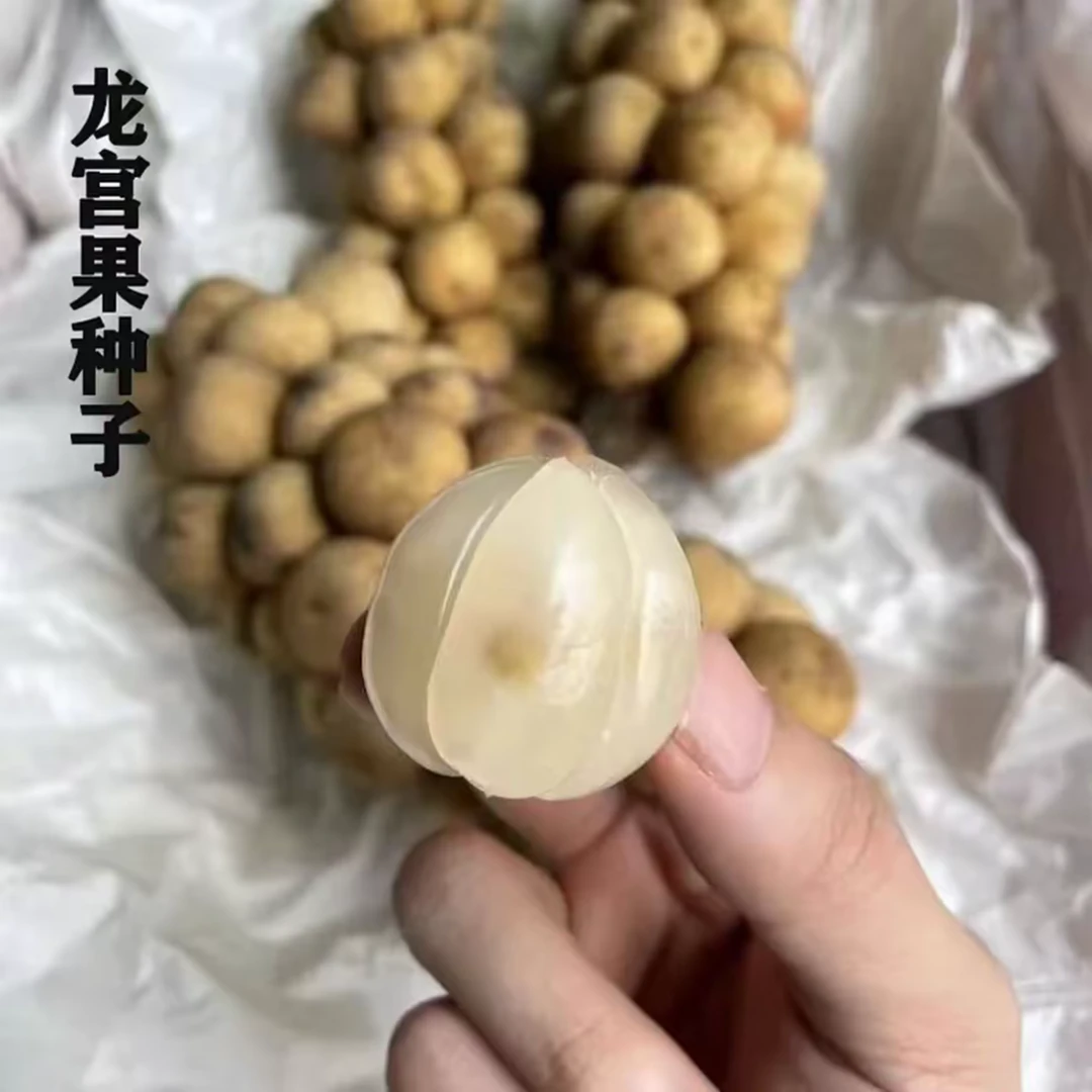 【龙宫果种子】阳台盆栽四季种植简单耐热高产好种植-