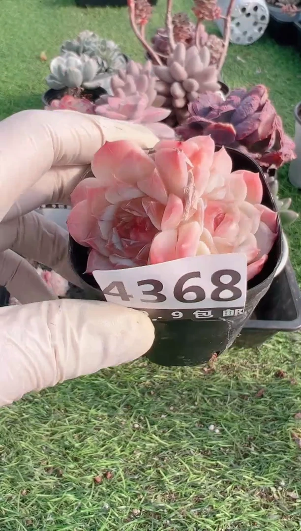 【闪购商品】信福多肉一物一拍