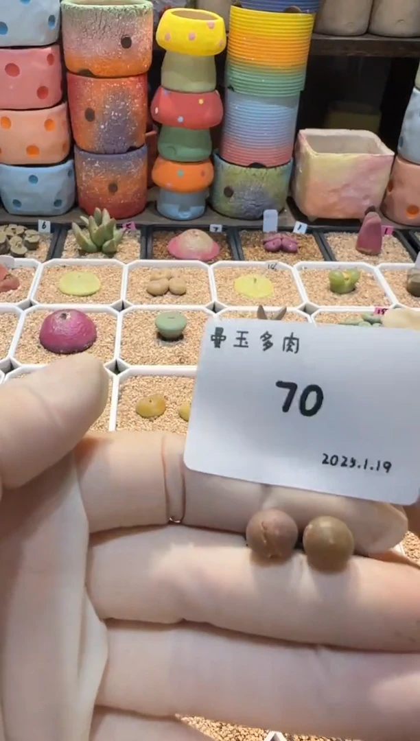 【闪购商品】25.1.19-70谷安