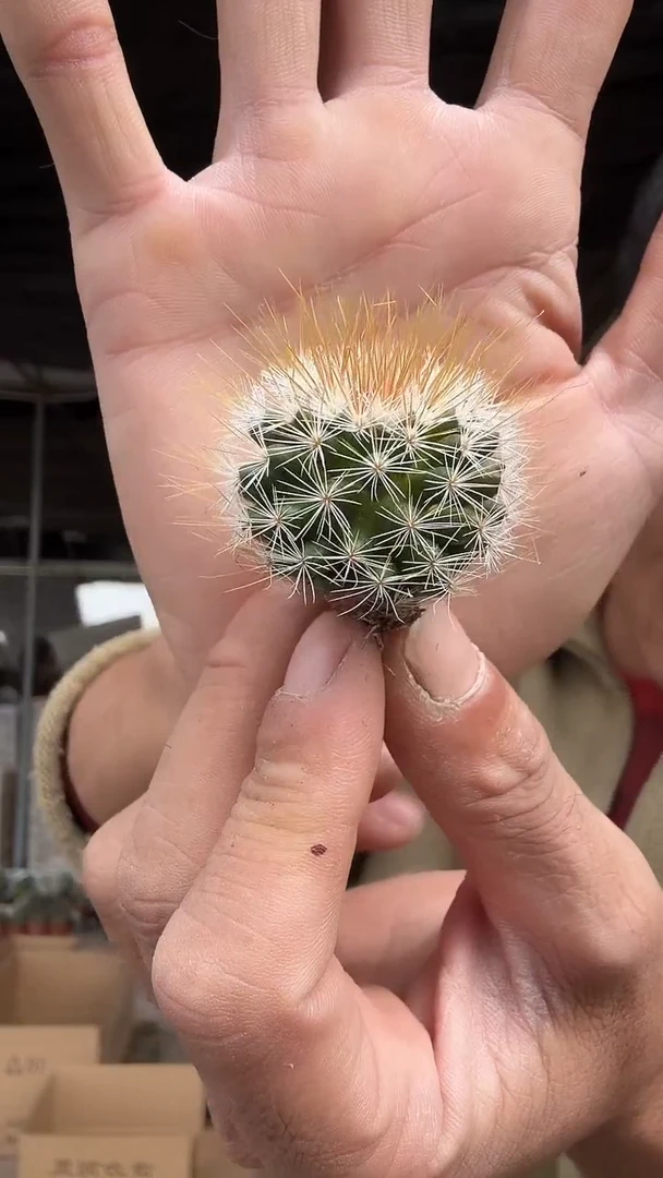 金刺马库斯49.99