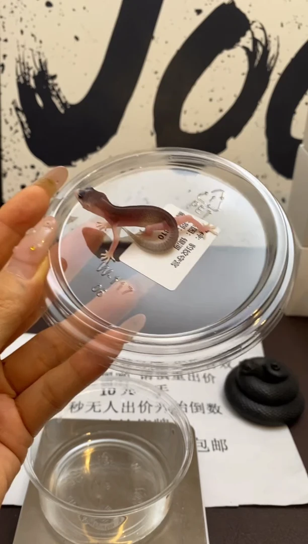 豹纹守宫Scale Tail 爬宠B10
