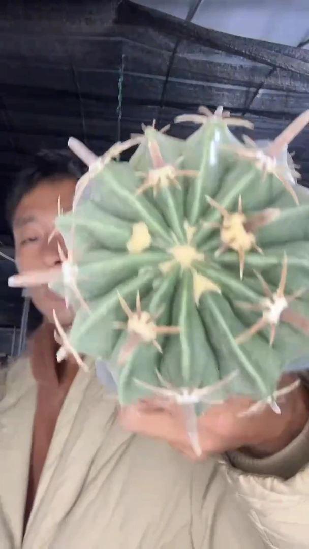 实生凌波15.99