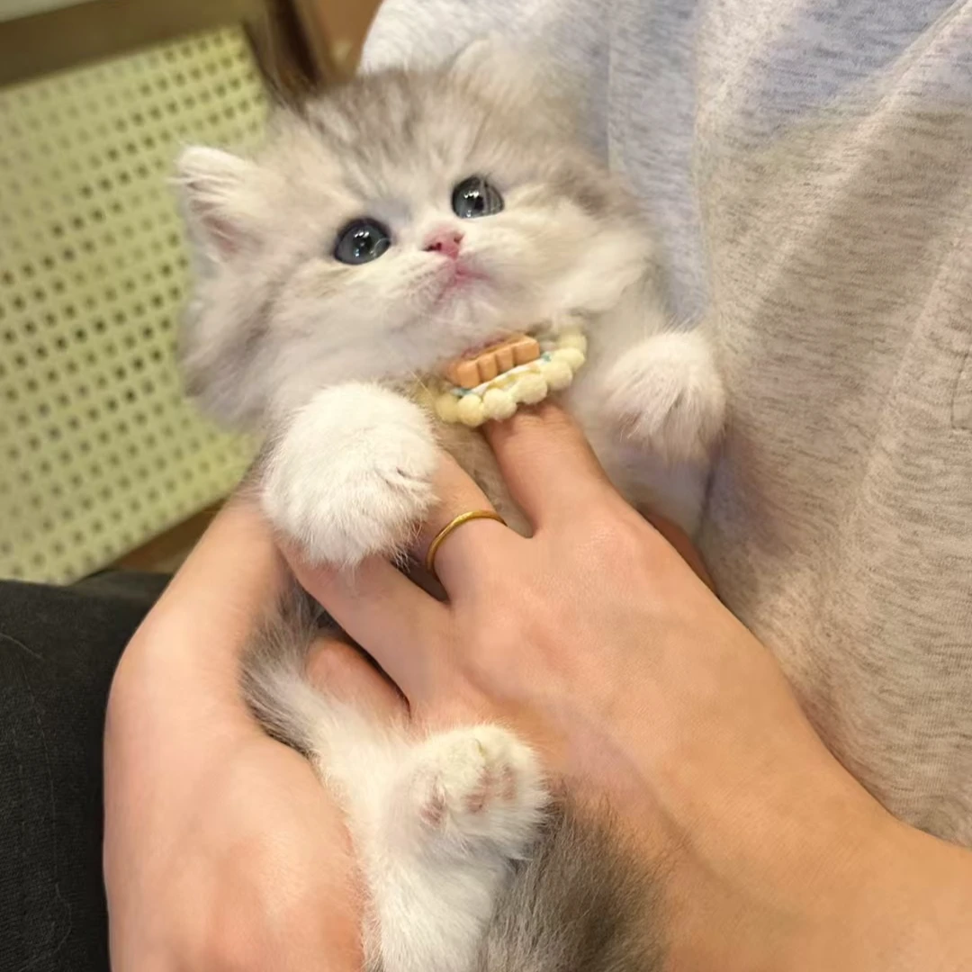 【孬孬家】金渐层虎斑长毛三花蓝金宠物活体小猫咪幼崽拿破仑