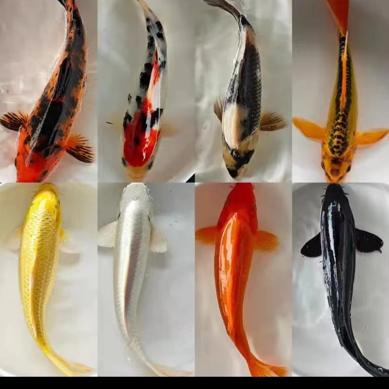 店铺改价链接观赏鱼