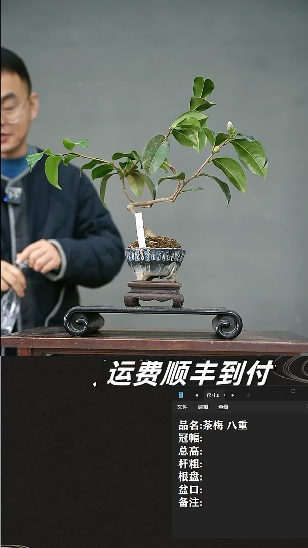 【闪购商品】16  茶梅