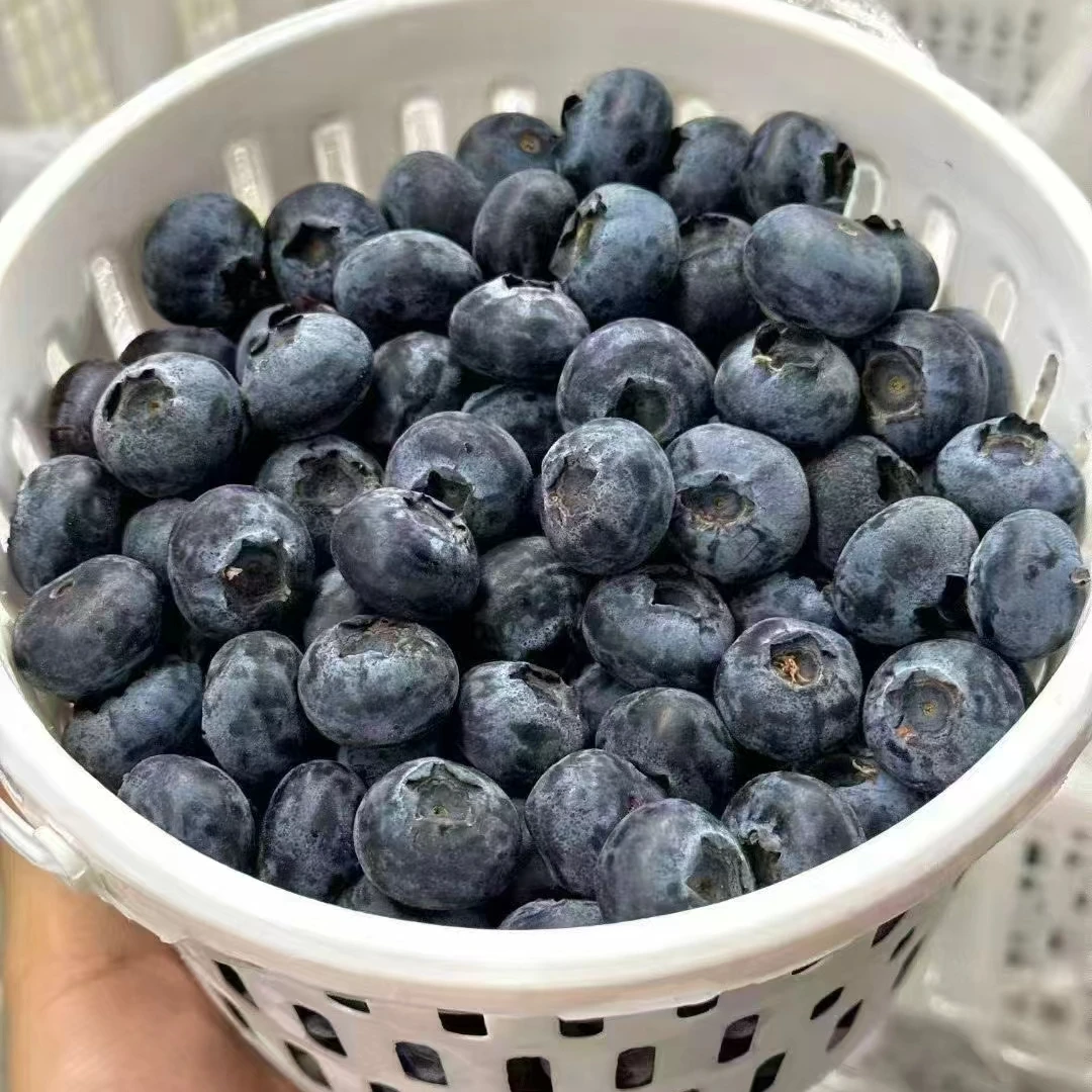 【买一赠一】云南花香蓝莓12mm+500g/桶*2云南省云南省